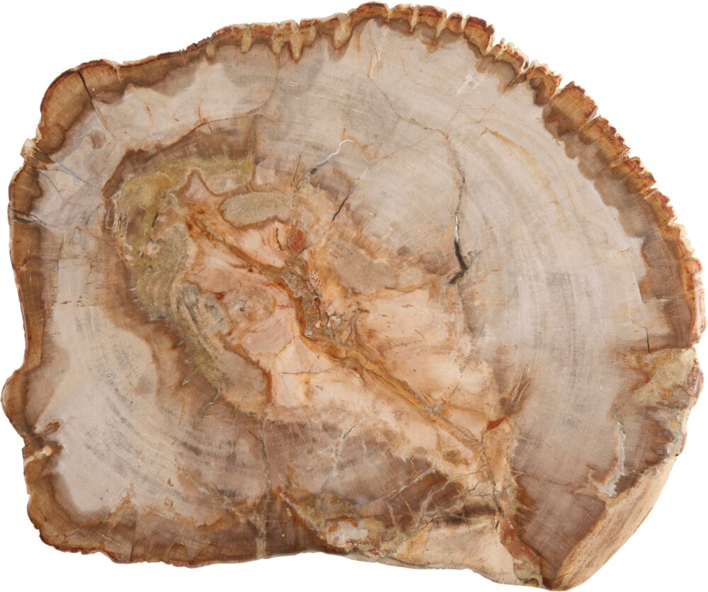 163159 Platte versteinertes Holz mittel ACCESSORIES